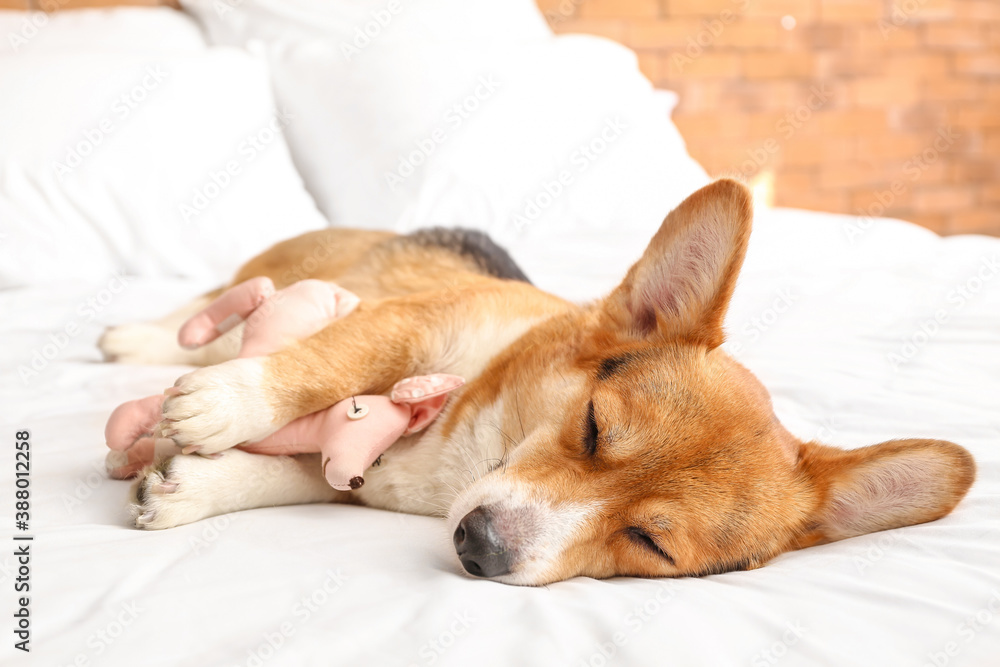 Cute dog with toy lying on bed