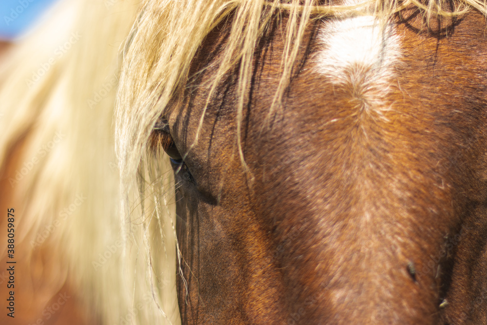 horse head close up