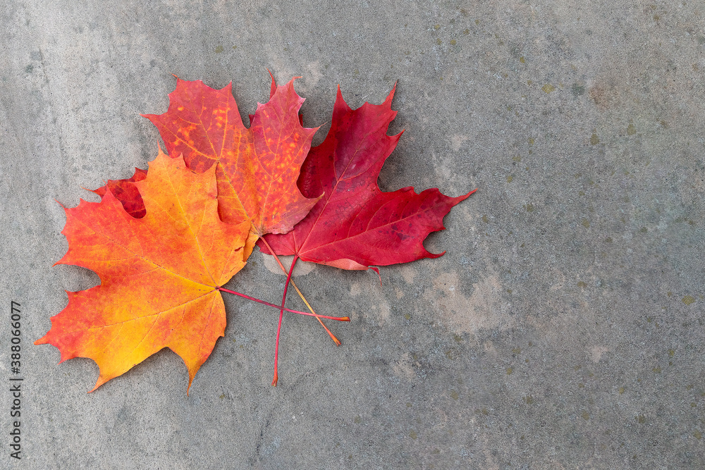 An orange to red gradient of autumn-coloured Maple leaves rests on a stone wall.