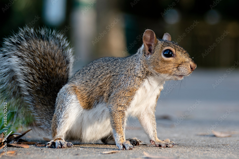 A cute squirrel pauses on a sidewalk and poses for a picture in Celebration (Orlando, Kissimmee), Fl