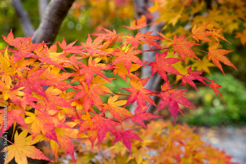 colorful leaves of a japanese maple tree