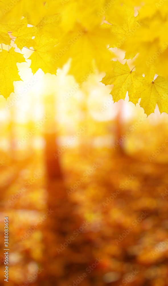  Autumn leaves on the sun and trees