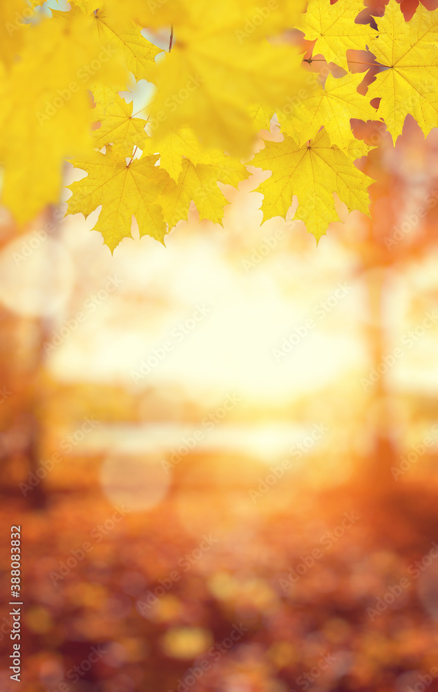 autumn background with maple leaves