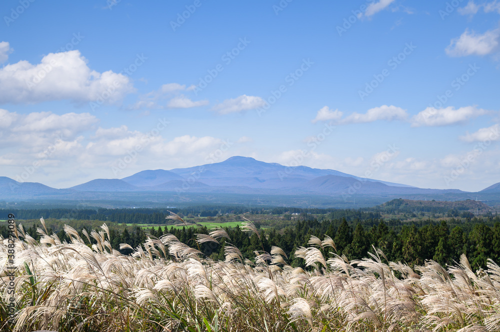 济州群岛秋景，银草和哈拉山。