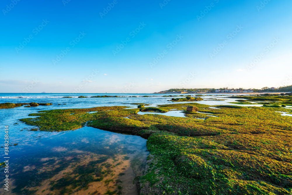 Island reefs and green bryophytes