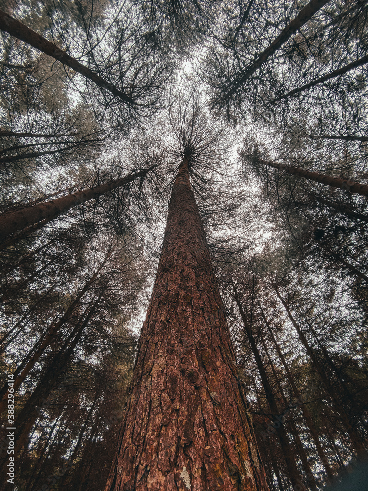 Trees for miles