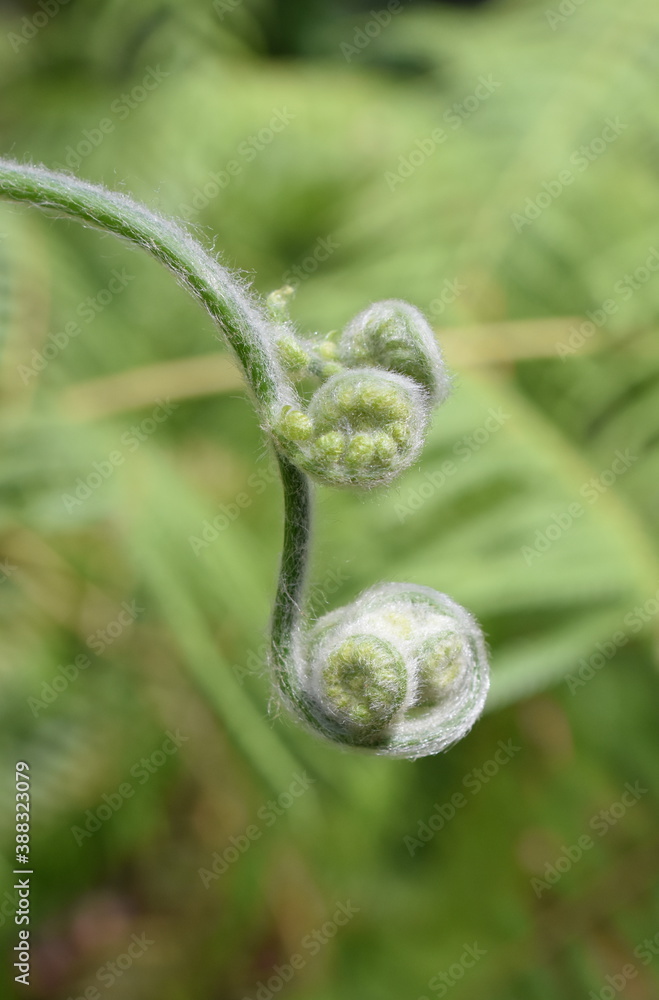 Hairy leaves on fern rolling out in spring