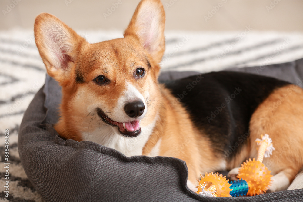 Cute dog with toy lying in pet bed at home