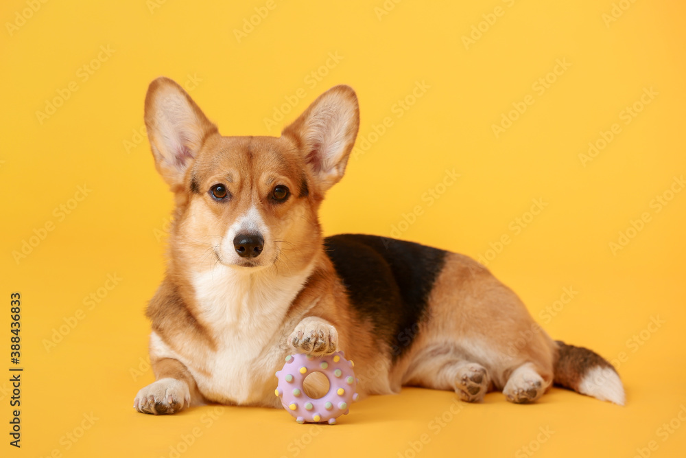 Cute dog with toy on color background