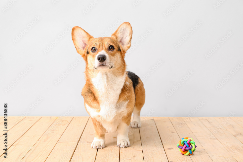 Cute dog with toy on light background