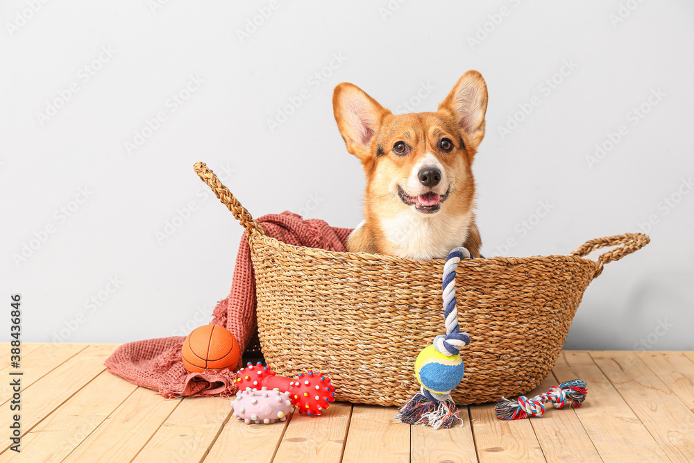 Cute dog in basket and with different pet accessories at home