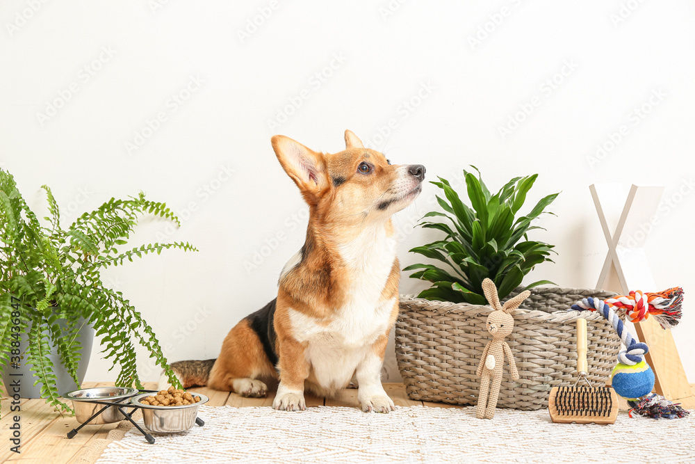 Cute dog with different pet accessories at home