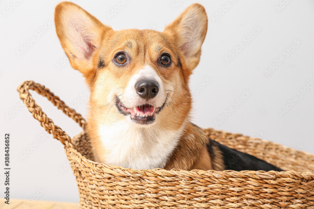 Cute dog in wicker basket on light background