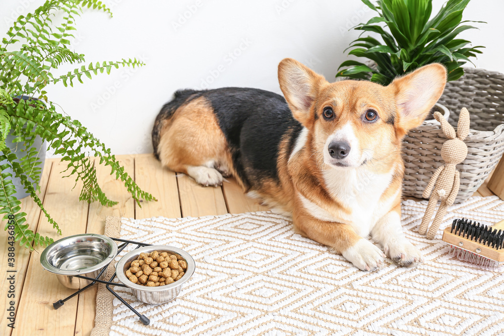 Cute dog with different pet accessories at home