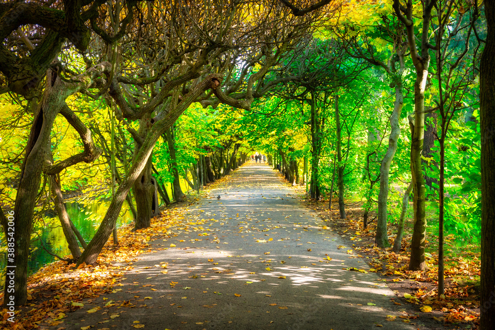 Beautiful alley in the Oliwa Park in autumn. Gdansk