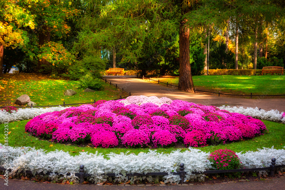 Blooming flower avenues in the Oliwa Park in autumn. Gdansk