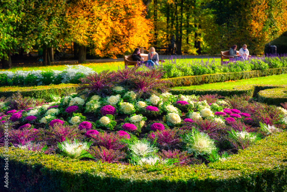 Blooming colorful cabbage in the Oliwa Park in autumn. Gdansk