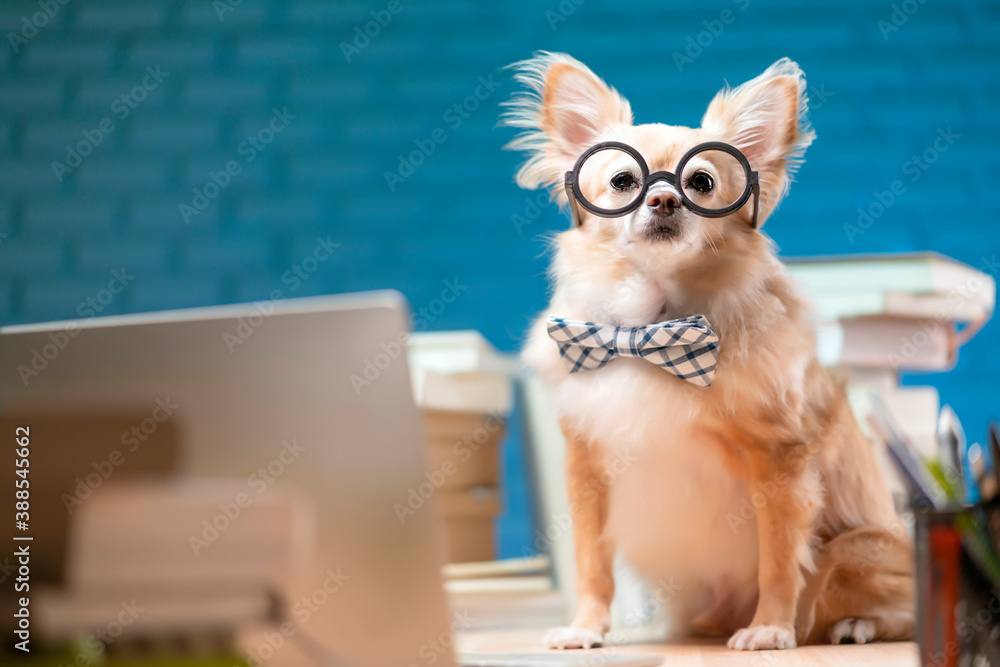 working late night concept .white brown chihuahua lap dog wearing glass sit on working table with la