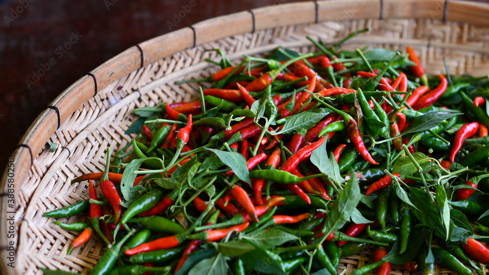 Close up of red hot and fresh green chili, Background or backdrop for Arian cuisine restaurant and s