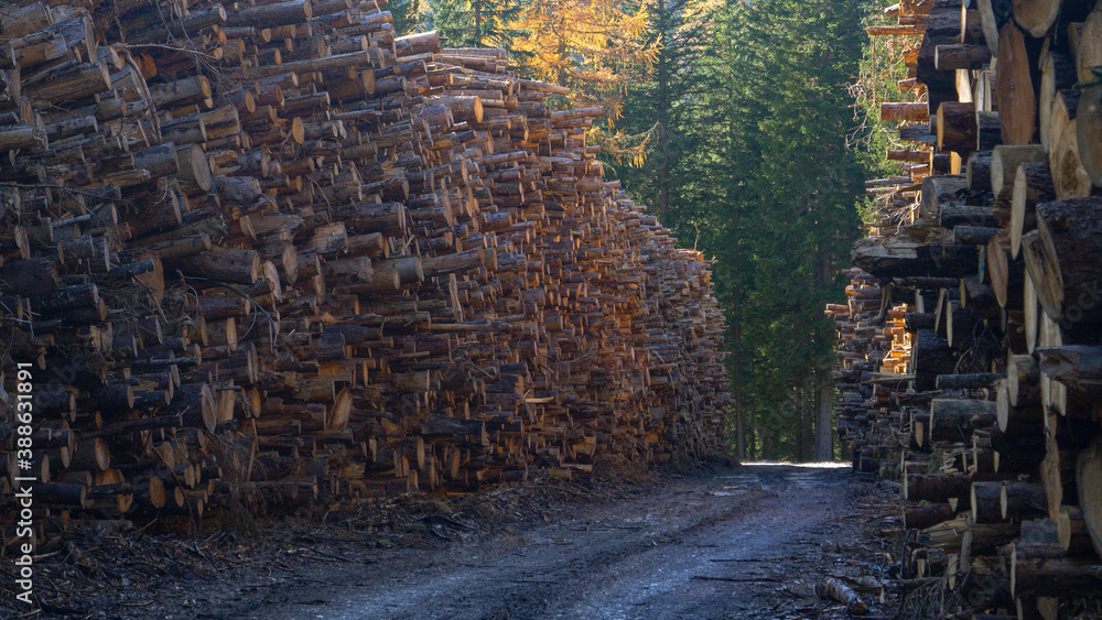 CLOSE UP: Neatly stacked tree trunks are illuminated by golden autumn sunshine.