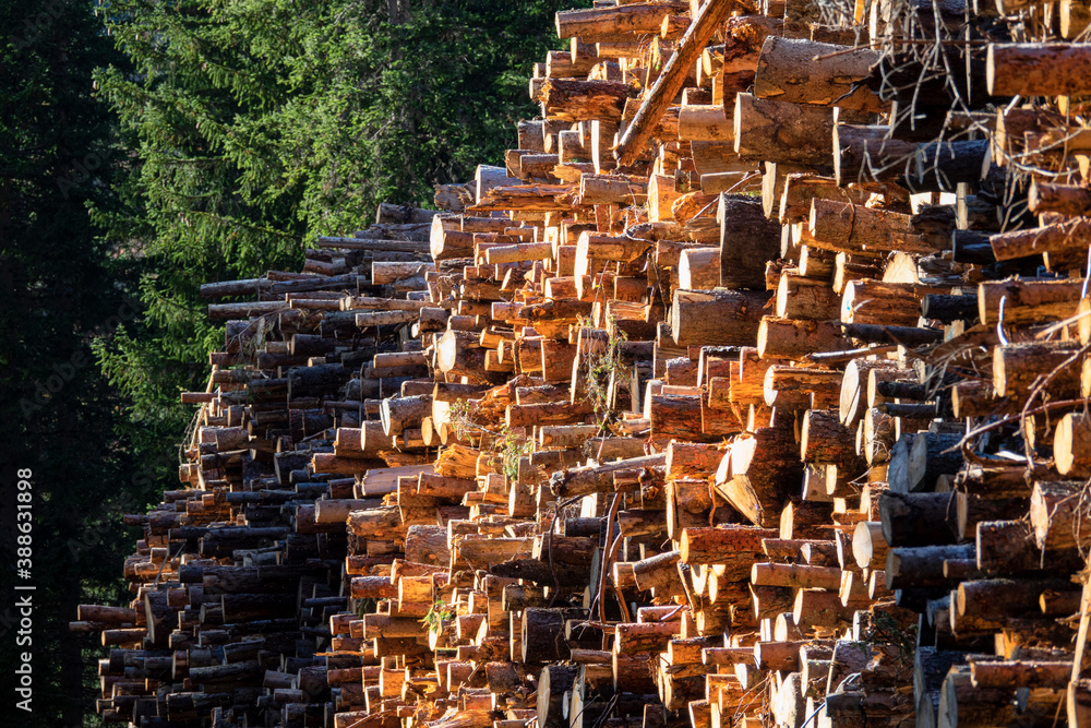 CLOSE UP: Golden fall sunbeams shine on a large stack of chopped down trees.