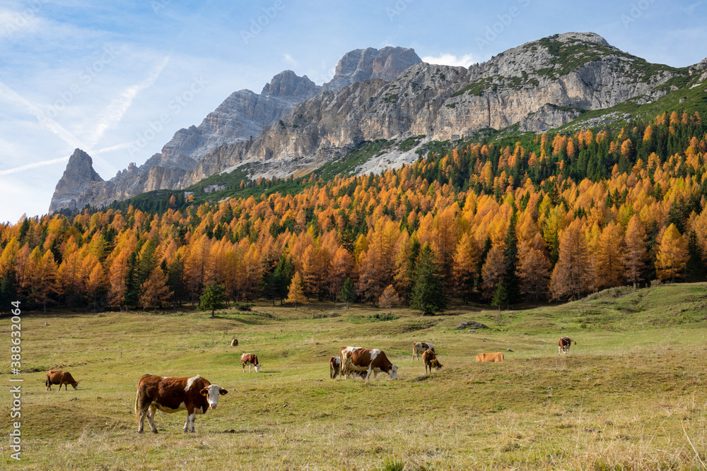 Cows graze in the empty meadow leading up to a fall colored forest in Dolomites.