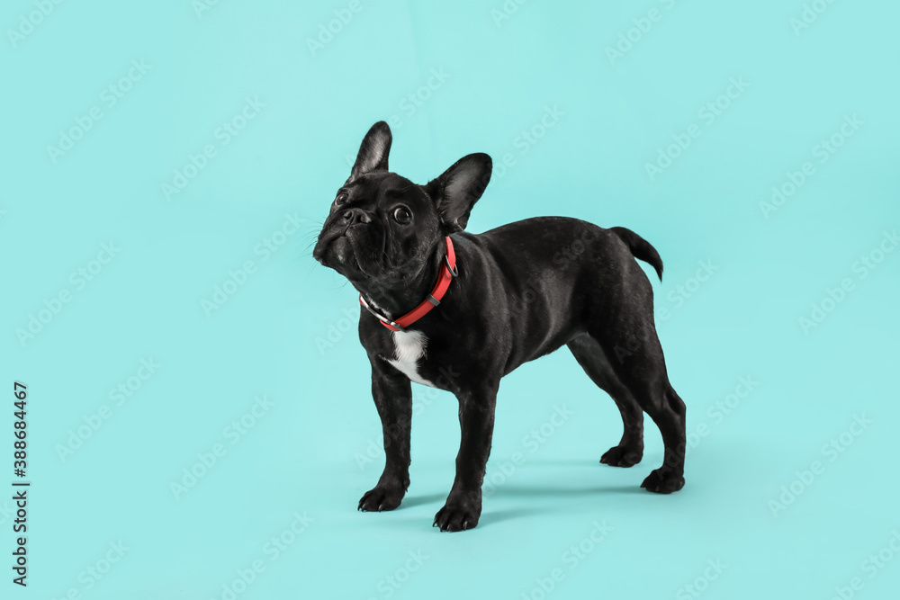 Cute funny dog on color background