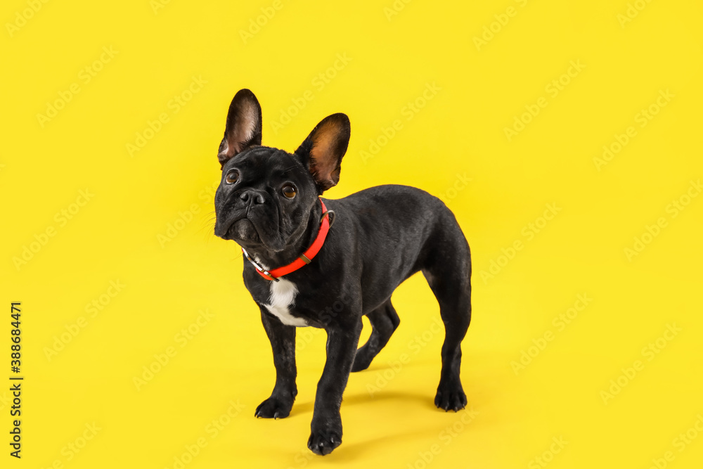 Cute funny dog on color background