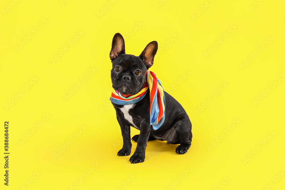 Cute funny dog on color background