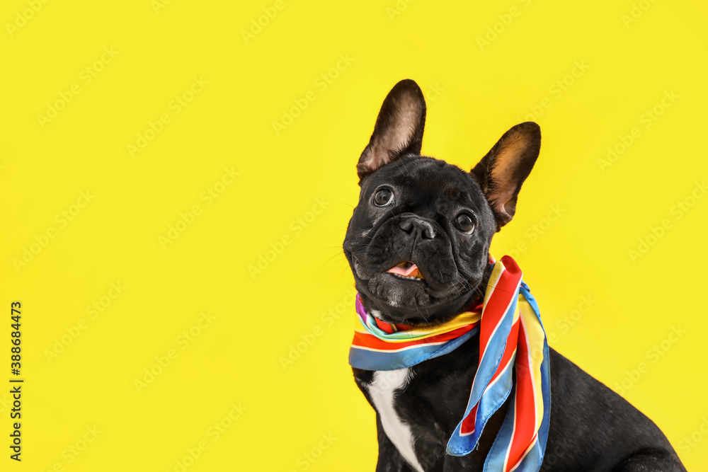 Cute funny dog on color background