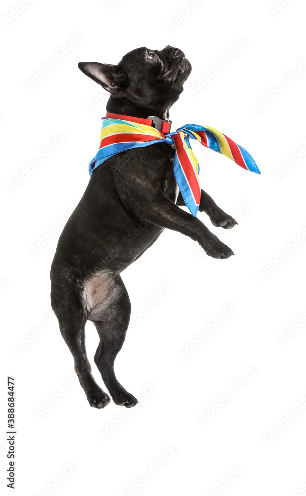 Cute jumping dog on white background