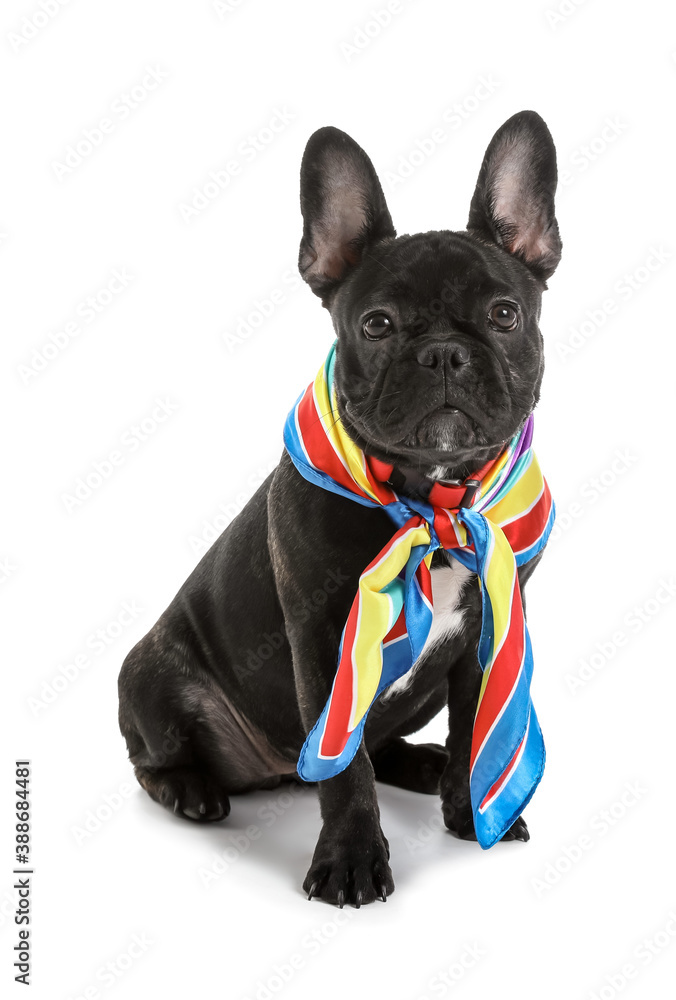 Cute funny dog on white background