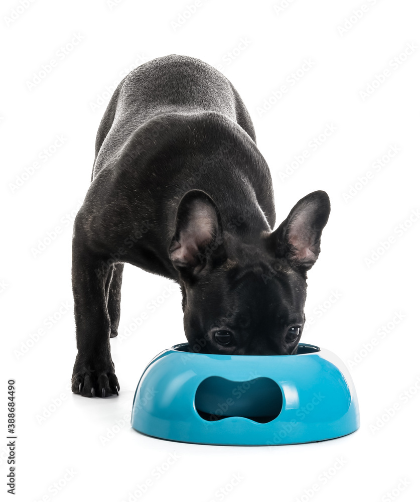 Cute funny dog eating food from bowl on white background