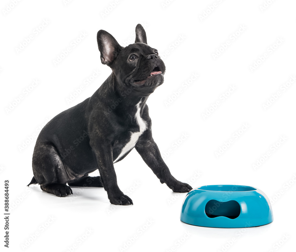 Cute funny dog and bowl with food on white background