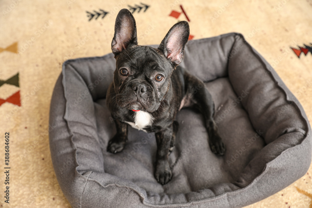 Cute funny dog in pet bed at home