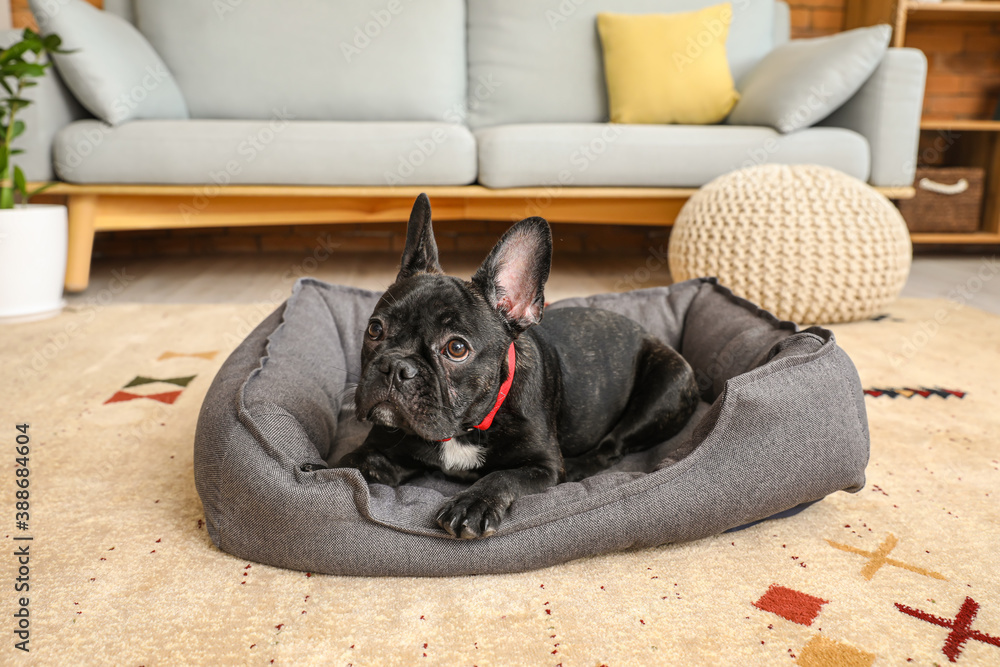 Cute funny dog in pet bed at home