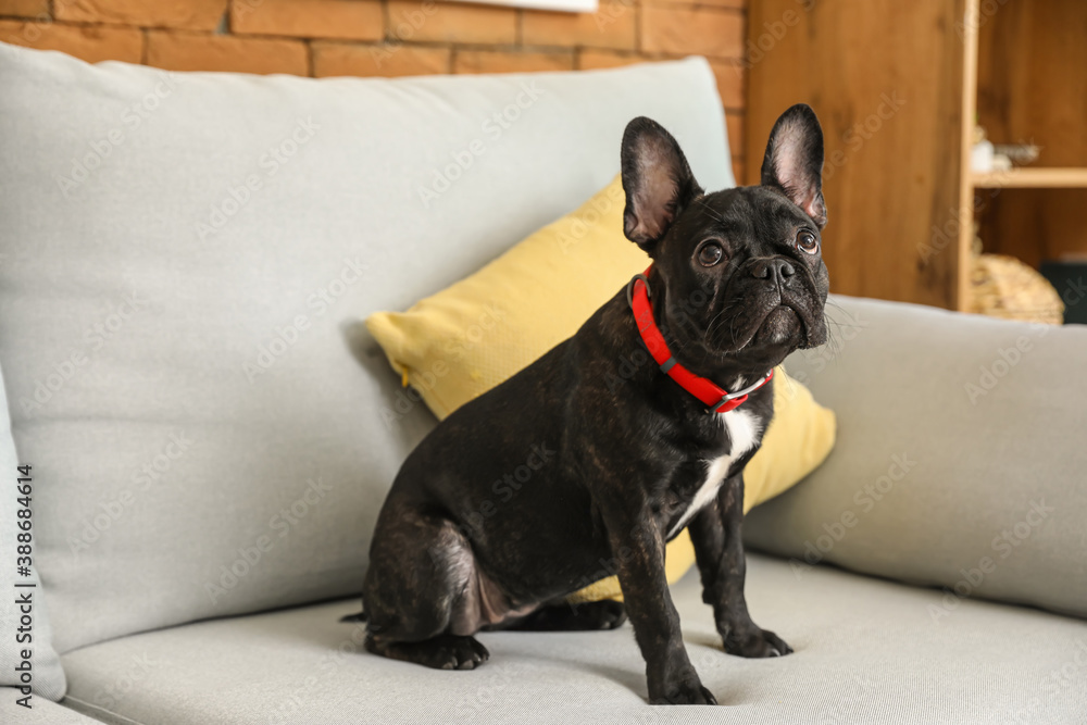 Cute funny dog on sofa at home