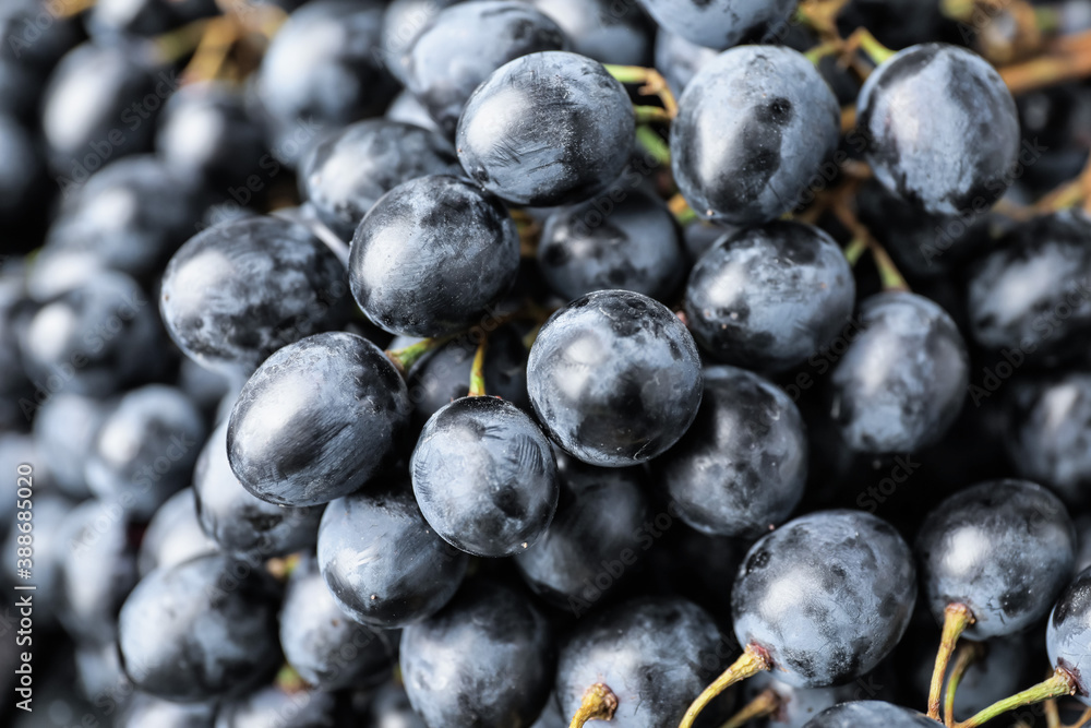 Sweet ripe grapes, closeup view