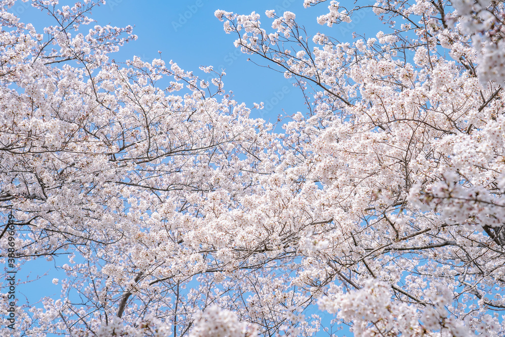 桜 染井吉野