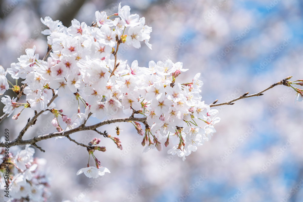 桜 染井吉野