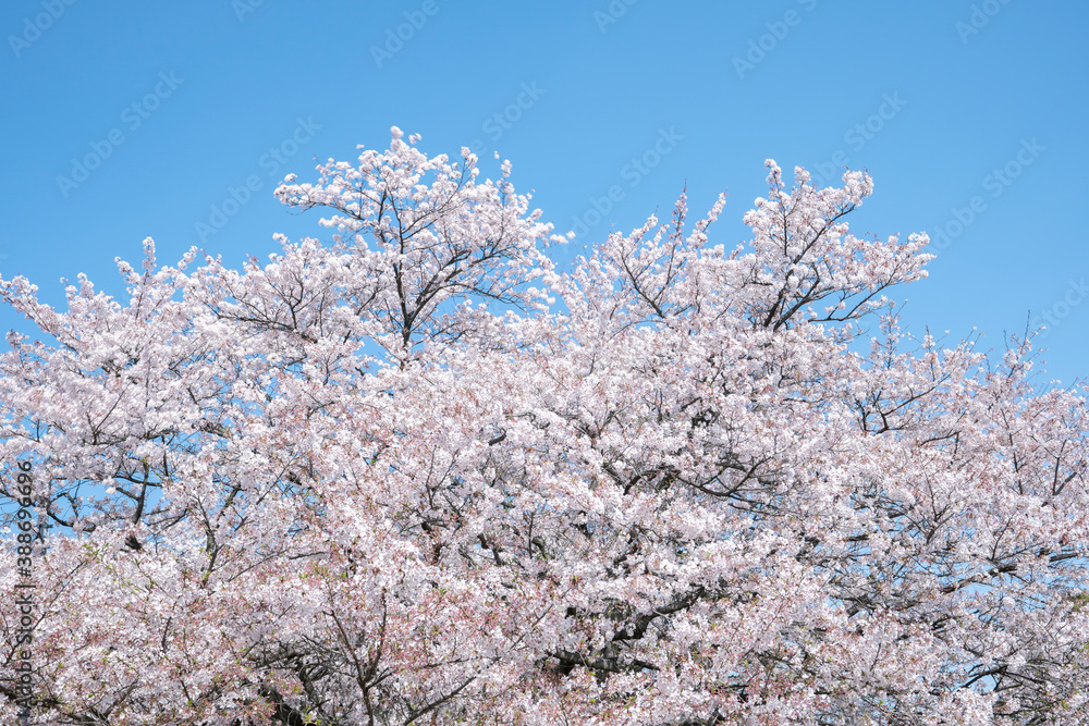 桜 染井吉野