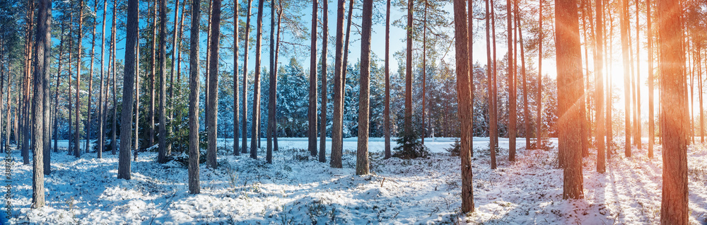 Trees covered with snow on frosty evening