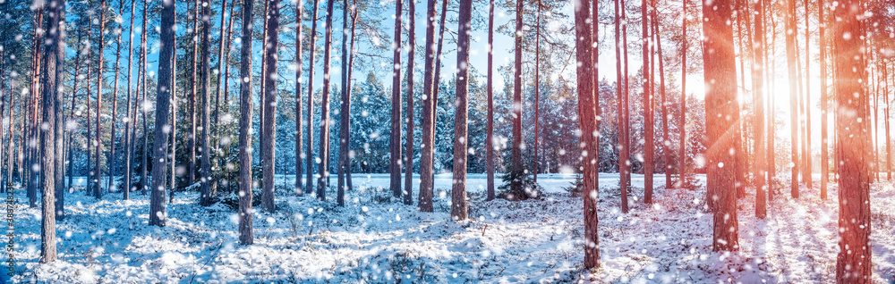 Trees covered with snow on frosty evening.