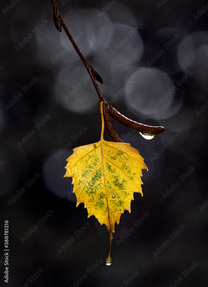 Autumn leaf jewel