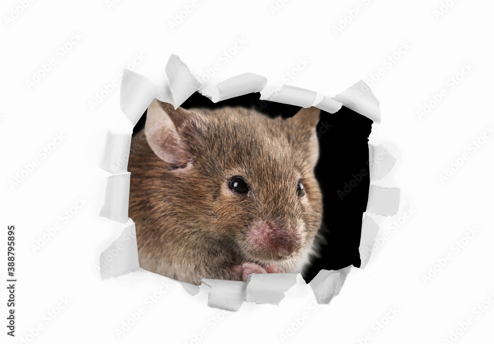 Rat.