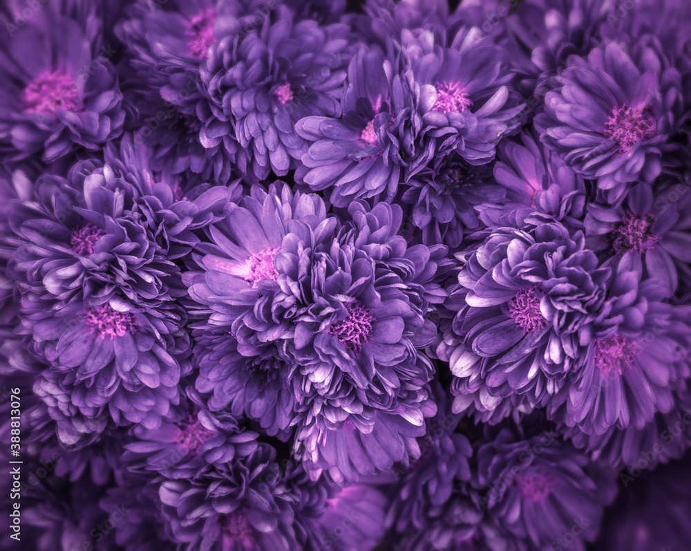 Texture of beautiful purple flowers for background