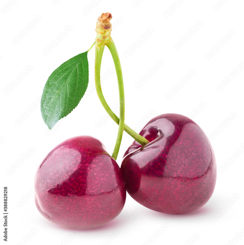 Isolated cherries. Two sweet cherry fruits on a stem with leaf isolated on white background