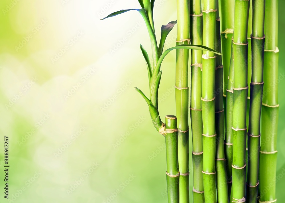 Bamboo.