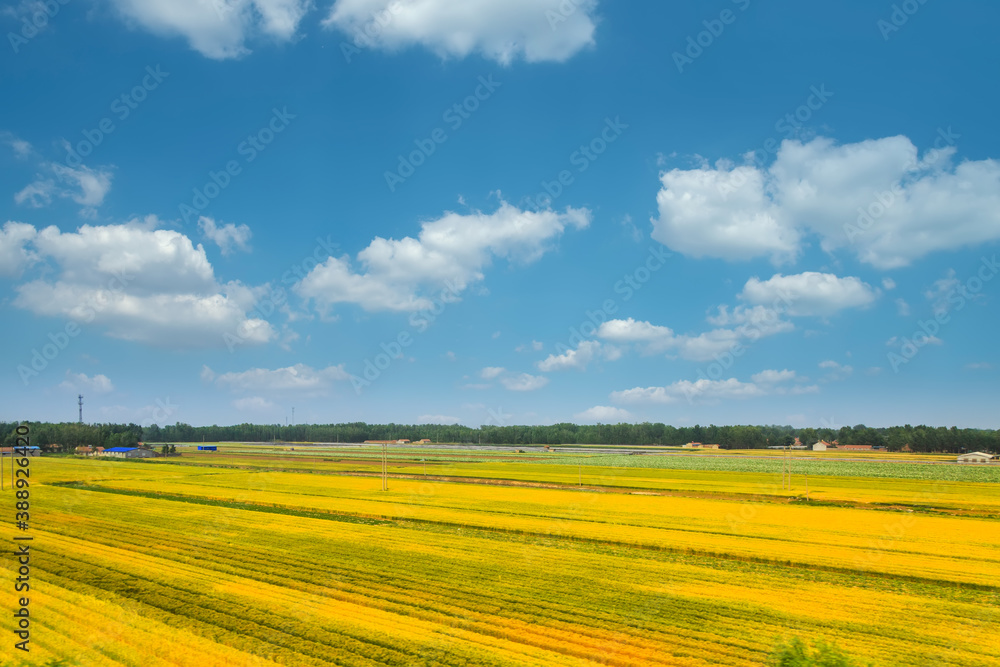 Farmland under blue sky and white clouds