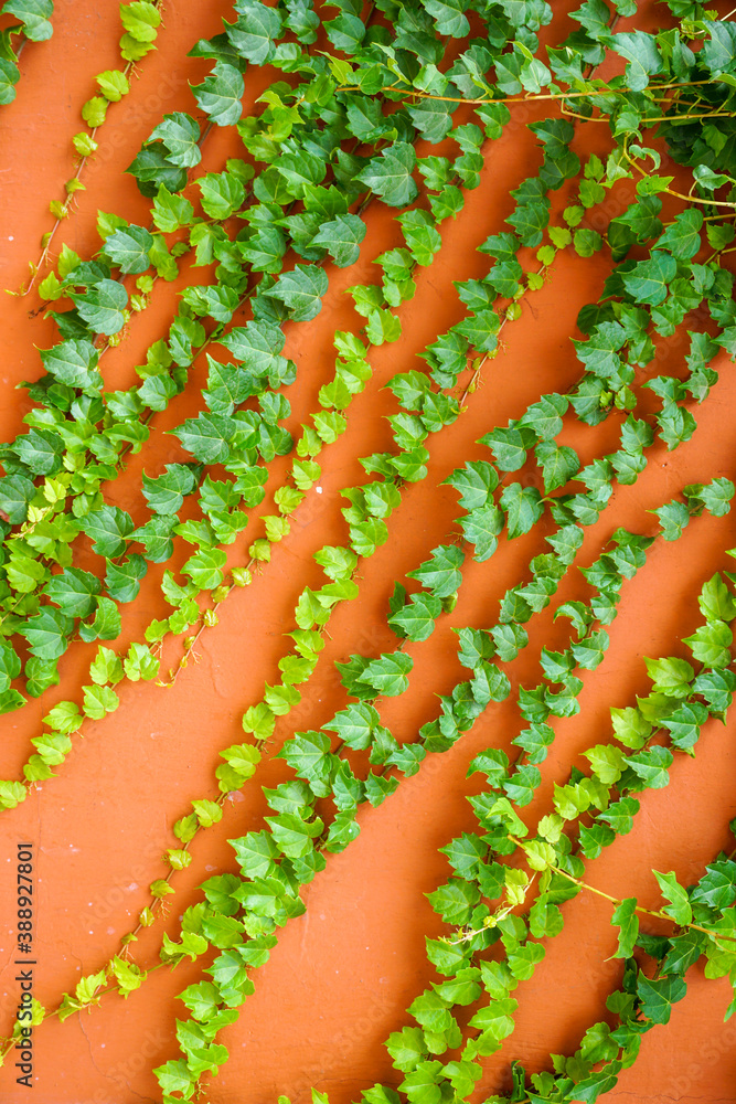 Vintage concrete red wall creeper